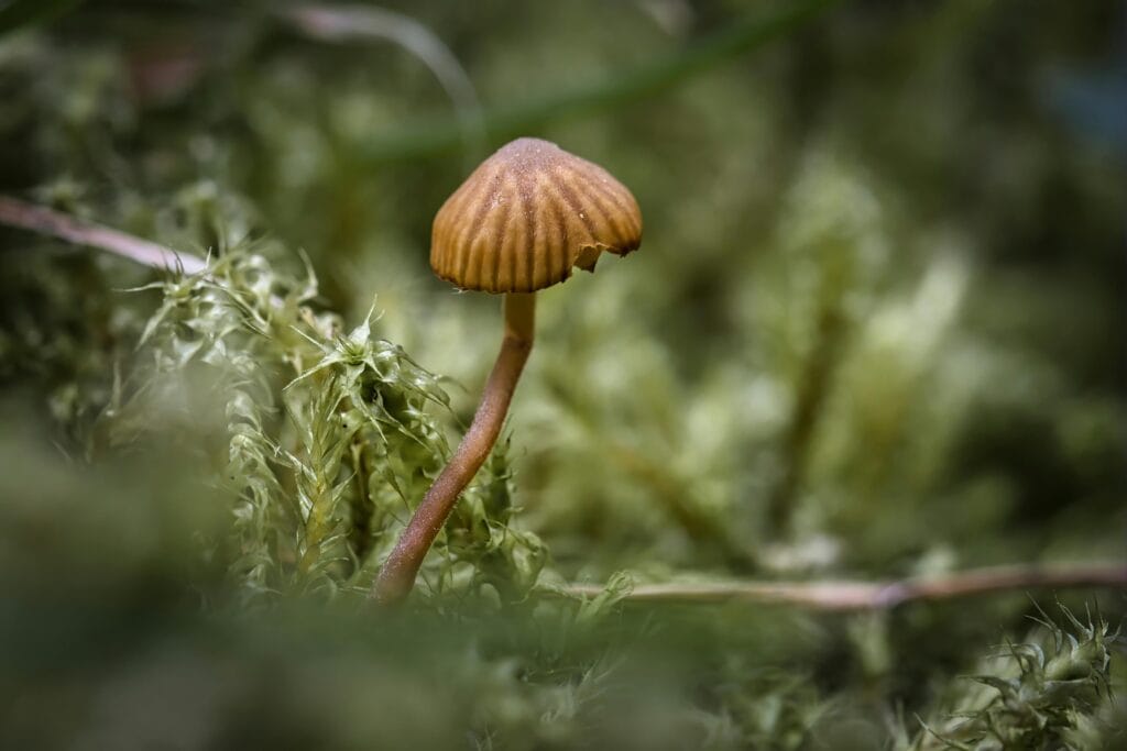 Macro shot of a porcini mushroom surrounded by lush green moss in the forest.